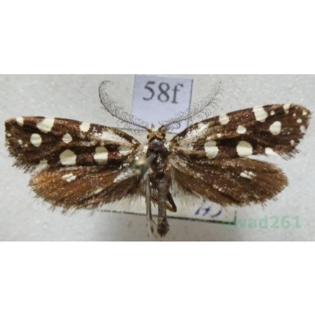 Euplocamus anthracinalis (Scopoli, 1763) Mól ozdobny Slovakia58f